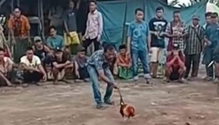 Judi Sabung Ayam Kian Marak Terjadi, Mungkinkah Akibat APH Tutup Mata