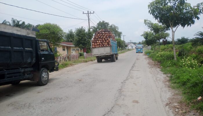 Truk Angkutan Buah Sawit Tidak Pakai Jaring Pengaman Di Bandar Huluan