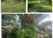 Tanaman Kelapa Sawit Afd IV PTPN IV Laras-Simalungun.Parah Tak Terawat