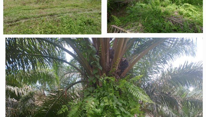 Tanaman Kelapa Sawit Afd IV PTPN IV Laras-Simalungun.Parah Tak Terawat