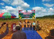 Babinsa Koramil 1015-08/mth Sertu Suhardi Hadir Panen Jagung Perdana di PT AKPL Tajur Beras Estate