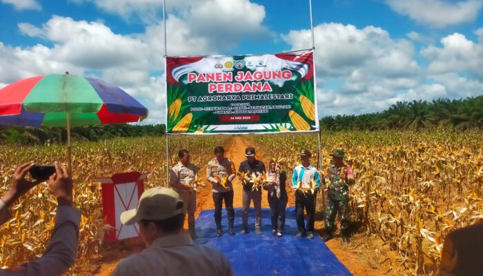 Babinsa Koramil 1015-08/mth Sertu Suhardi Hadir Panen Jagung Perdana di PT AKPL Tajur Beras Estate