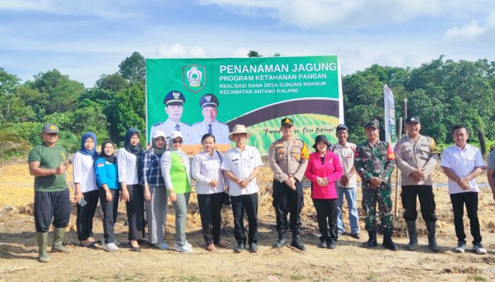 Babinsa Koramil 1015-08/Mentaya Hulu Hadiri Penanaman Jagung Di Wilayah 