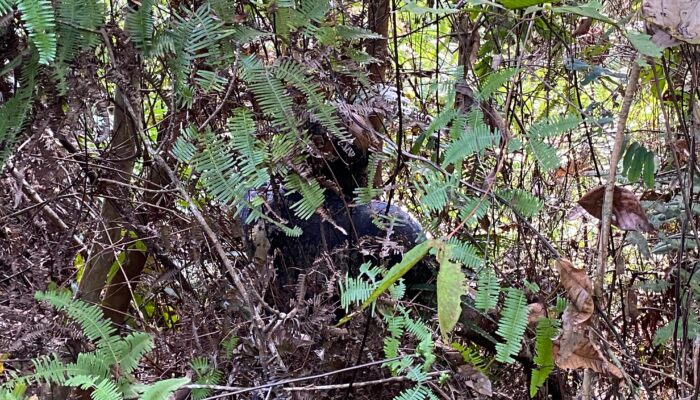 Kematian Oknum Security Pt.AWL KMS Jadi Misteri,Masyarakat Berharap APH Usut Hingga Tuntas