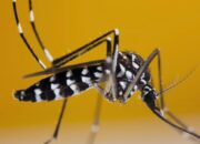 PROF SUTAN NASOMAL : PRESIDEN RI HARUS MEMPERHATIKAN KASUS DBD. NYAMUK WOLBACHIA AEDES AEGYPTI TIDAK BERMANFAAT DAN MASYARAKAT TERSERANG DBD