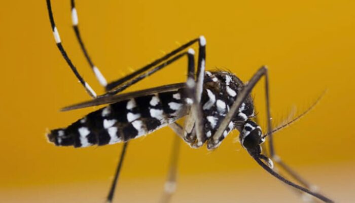 PROF SUTAN NASOMAL : PRESIDEN RI HARUS MEMPERHATIKAN KASUS DBD. NYAMUK WOLBACHIA AEDES AEGYPTI TIDAK BERMANFAAT DAN MASYARAKAT TERSERANG DBD