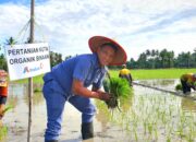 INALUM Dukung Pertanian Berkelanjutan Lewat Penerapan Metode Tani Nusantara di Kuala Tanjung