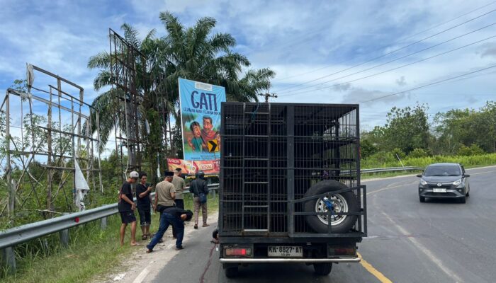 Tanggap Lakalantas, Piket Polsek Sabangau Amankan TKP di Kalampangan