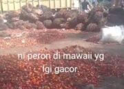 Surganya Penadah Sawit Ilegal di Kotim: Hukum Tumpul, APH Tutup Mata?