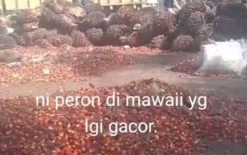 Surganya Penadah Sawit Ilegal di Kotim: Hukum Tumpul, APH Tutup Mata?