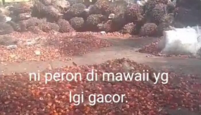 Surganya Penadah Sawit Ilegal di Kotim: Hukum Tumpul, APH Tutup Mata?