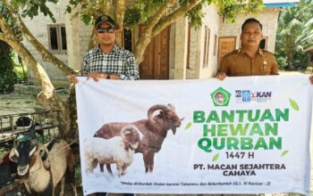 Jelang Hari Raya Idul Adha 1447 H, PT Macan Sejahtera Cahaya Serahkan Hewan Kurban Untuk 4 Desa di Riau