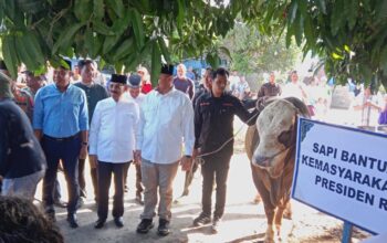 Bupati Batu Bara Serahkan Sapi Kurban Bantuan Presiden RI kepada Pengurus Masjid Ar-Rahman
