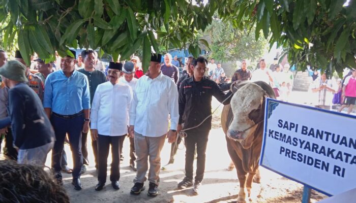 Bupati Batu Bara Serahkan Sapi Kurban Bantuan Presiden RI kepada Pengurus Masjid Ar-Rahman
