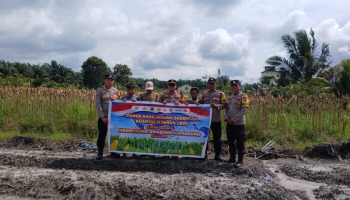 Polsek Telawang Panen Jagung di Desa Penyang, Dukung Ketahanan Pangan Asta Cita